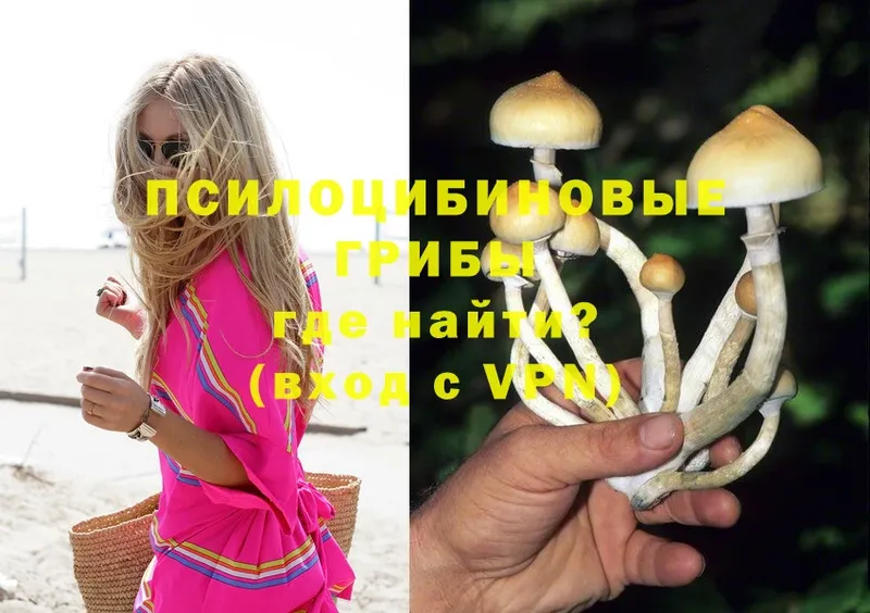 Галлюциногенные грибы MAGIC MUSHROOMS  мега как зайти  Кизляр 